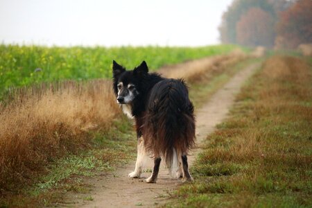 Purebred dog border british sheepdog photo