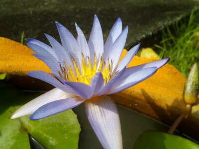 Flowers lotus lake purple lotus
