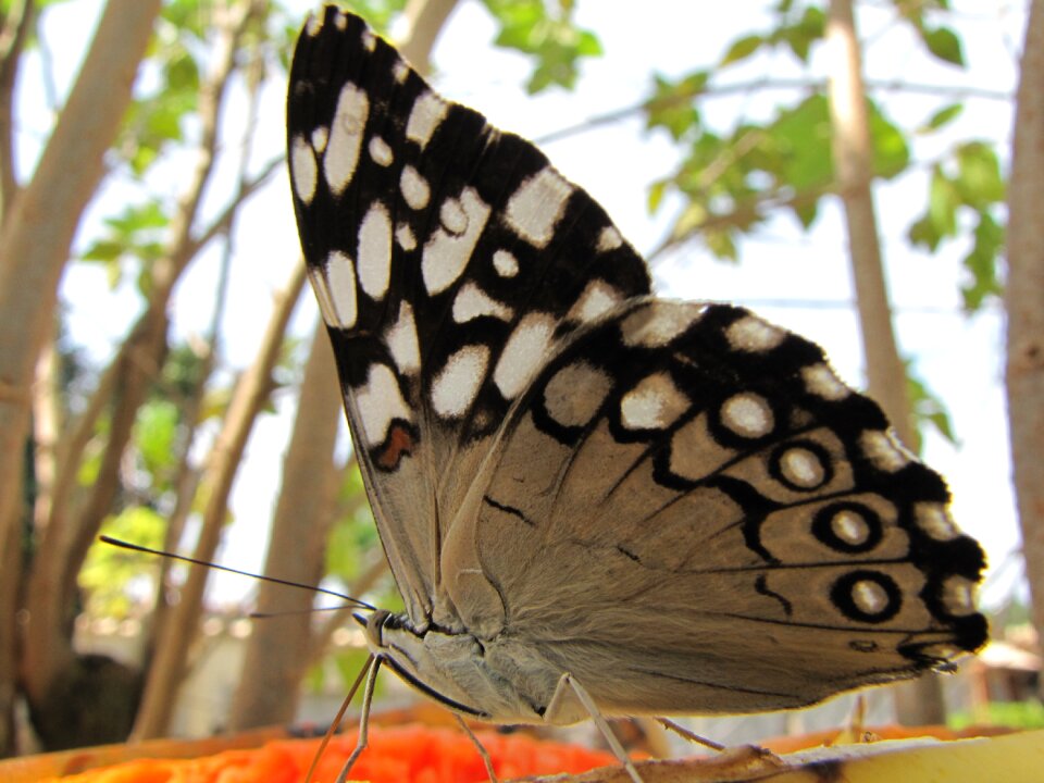 Butterfly sky green
