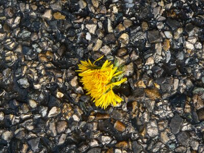 A flower groung wet