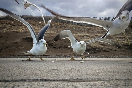 Seabird wild birds wild animal