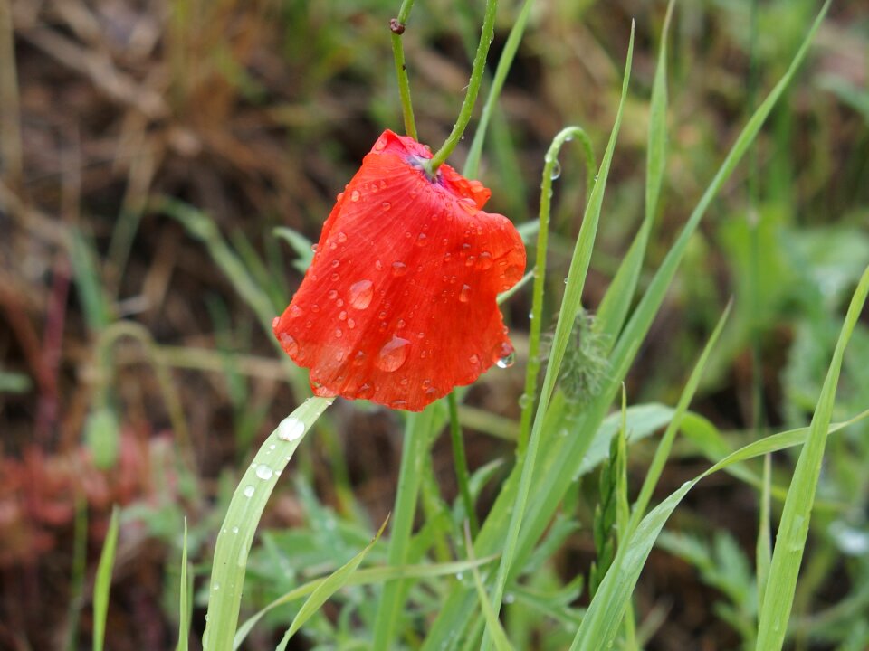 Poppy drop of water wet