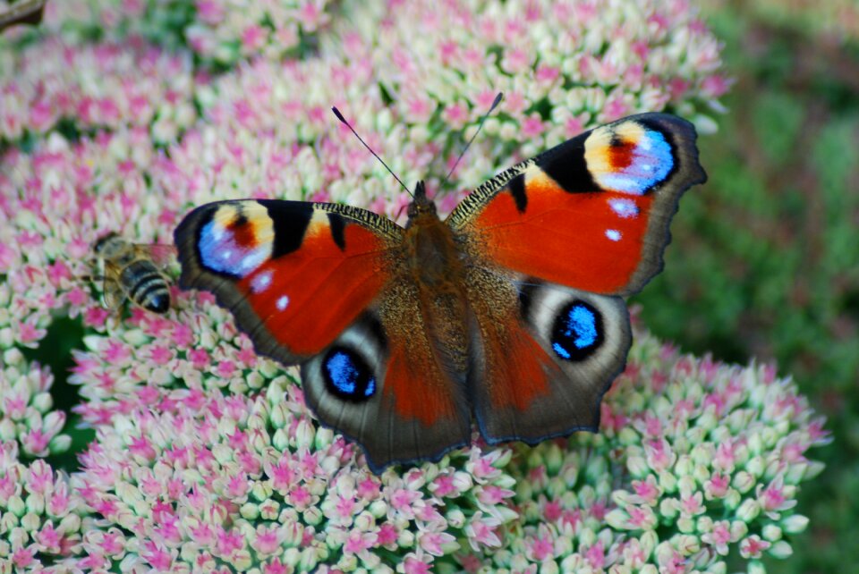 Peacock butterfly butterfly close up