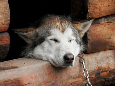 Sled dog dog house photo