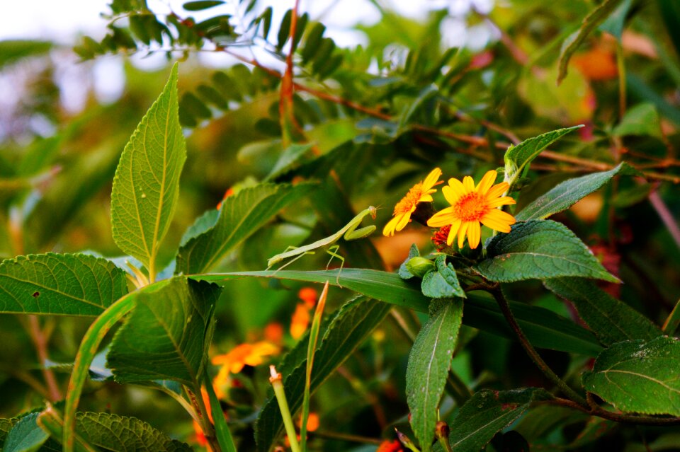 Mantis flowers green