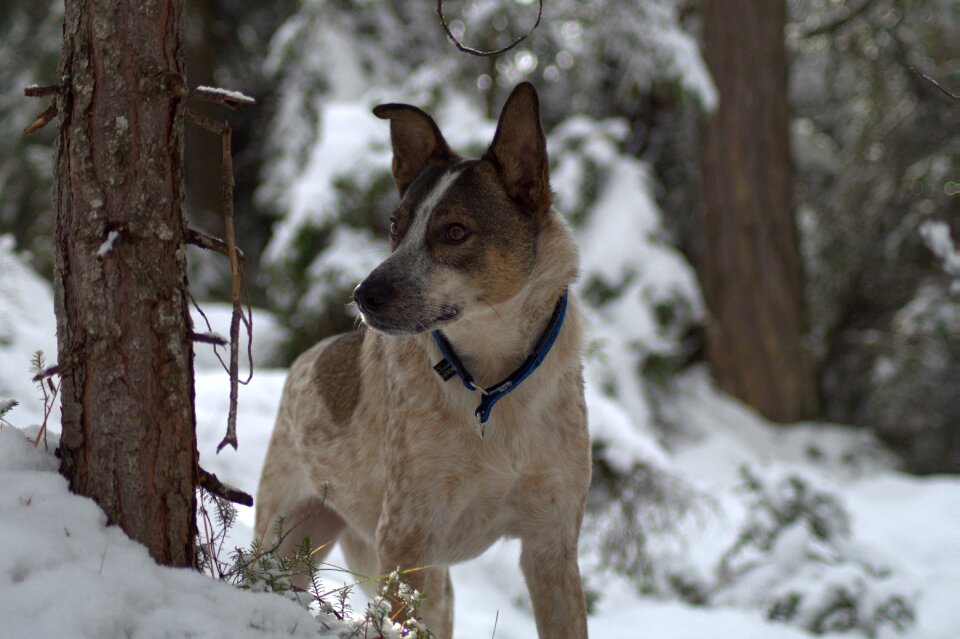 Dog in the snow winter snow dog photo