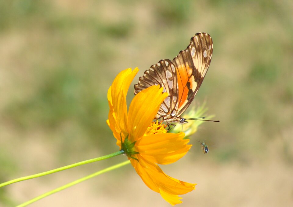 Butterfly nature garden photo