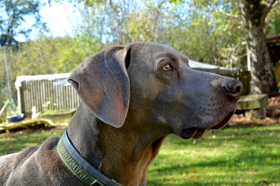 Ubix weimar weimaraner