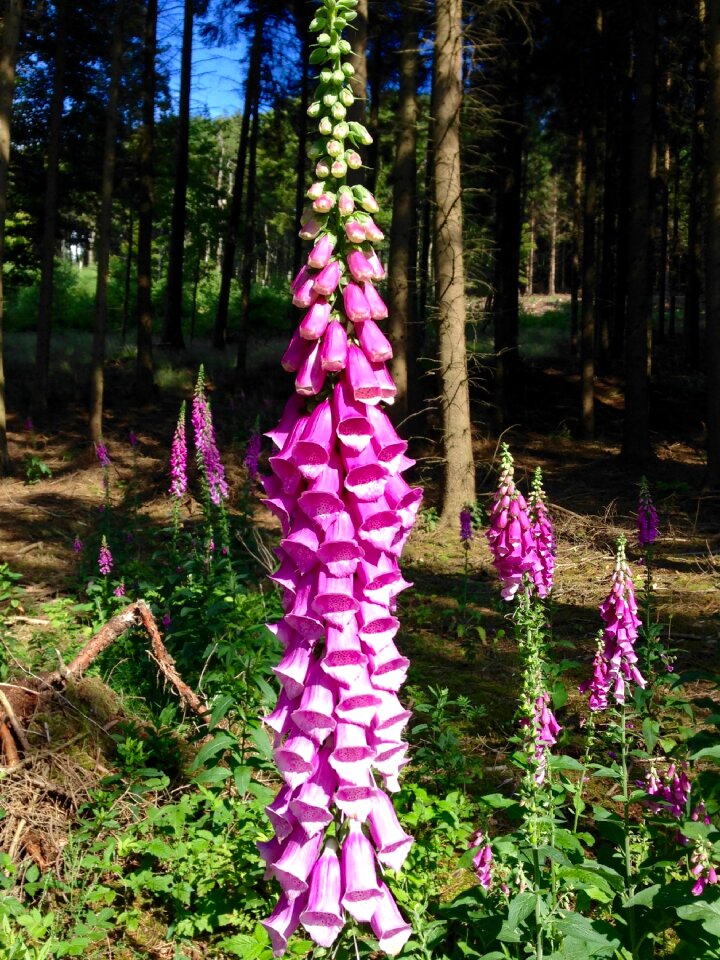 Blossom bloom wild plant