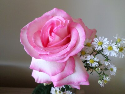 Beautiful color pink simple