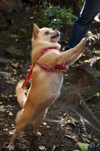 Standing dog chihuahua photo