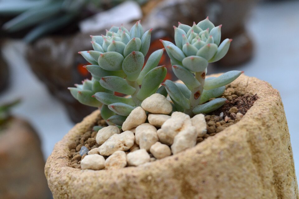 Succulent plants platter potted plants
