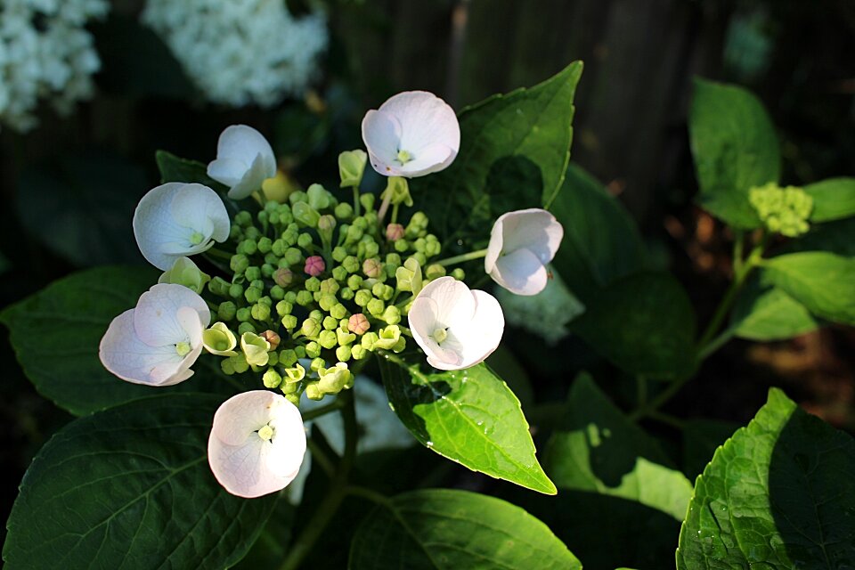 Flower hydrangea summer
