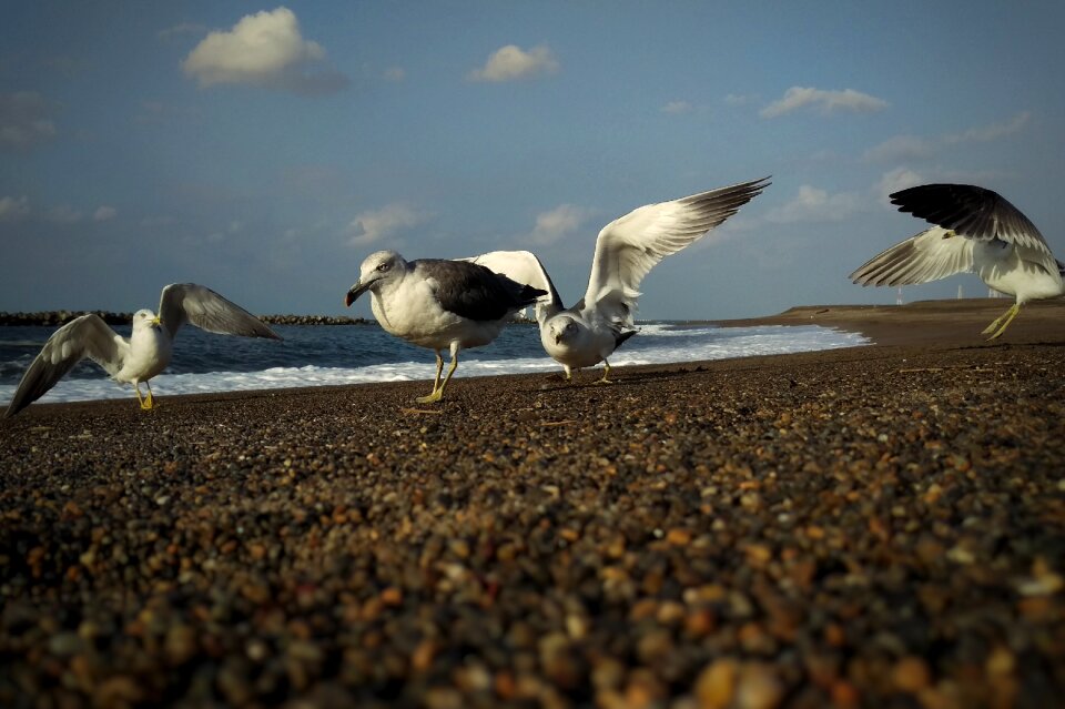 Beach seagull seabird