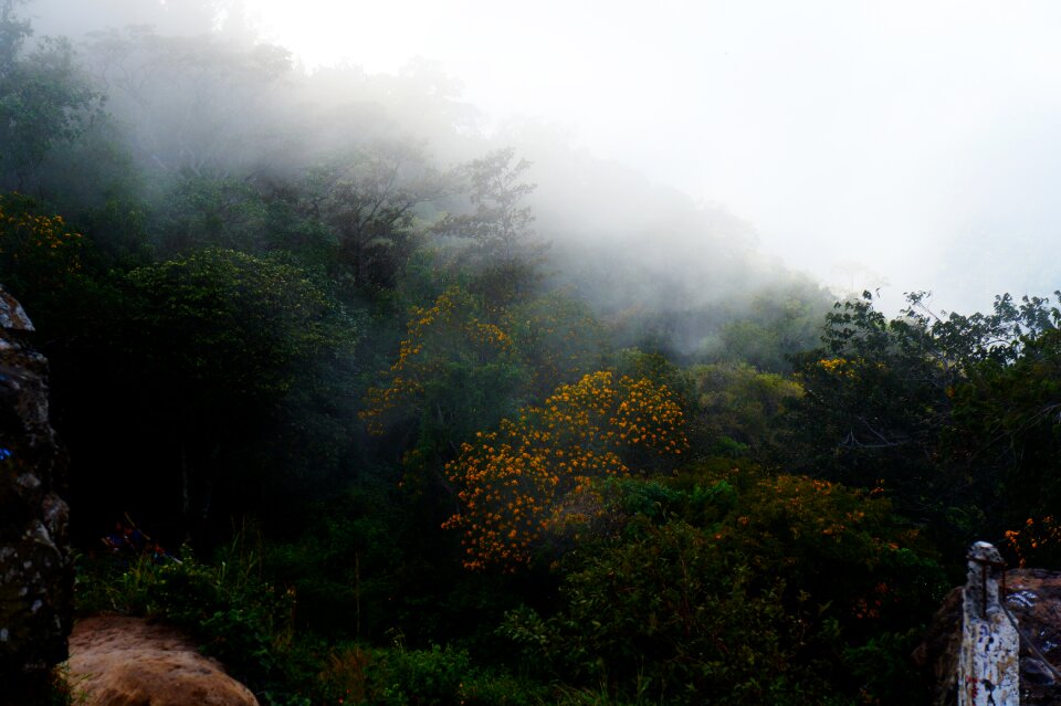 Fog landscape trees