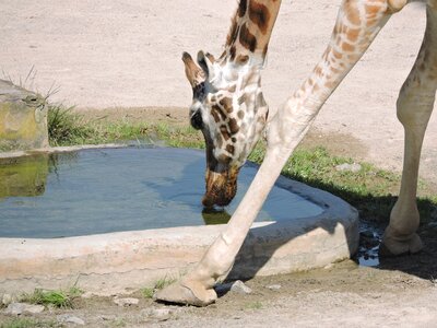 Water zoo the prague zoo photo