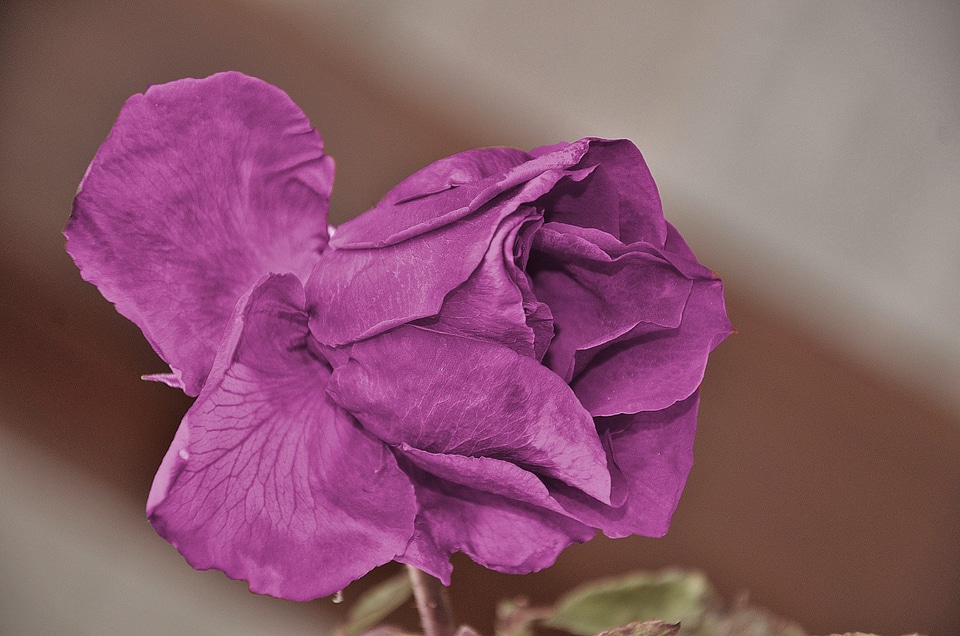 Macro purple rose