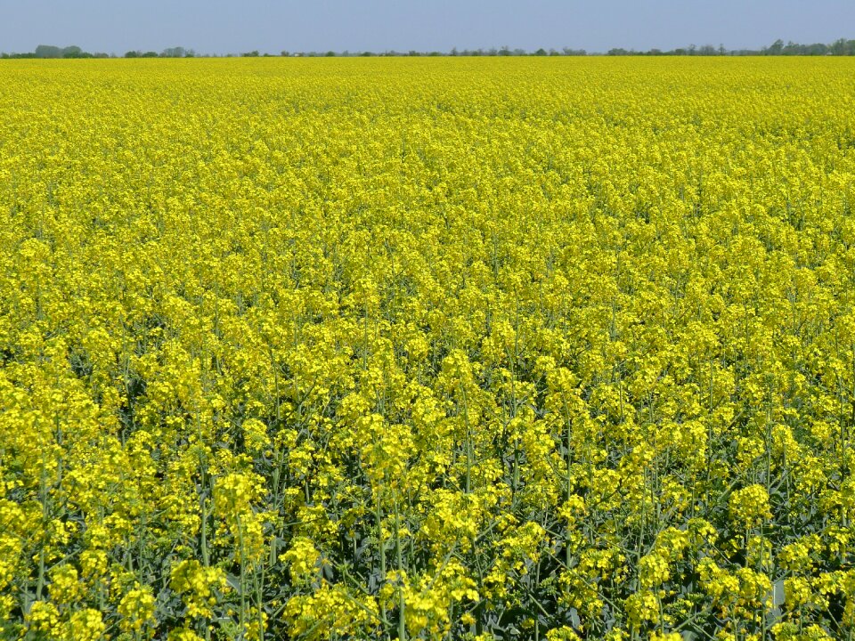 Yellow agriculture plant