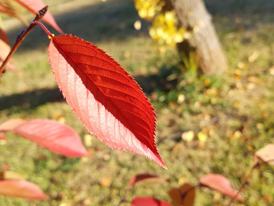 Leaves nature wood