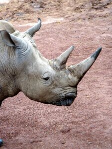 Horn mammal rhinoceros