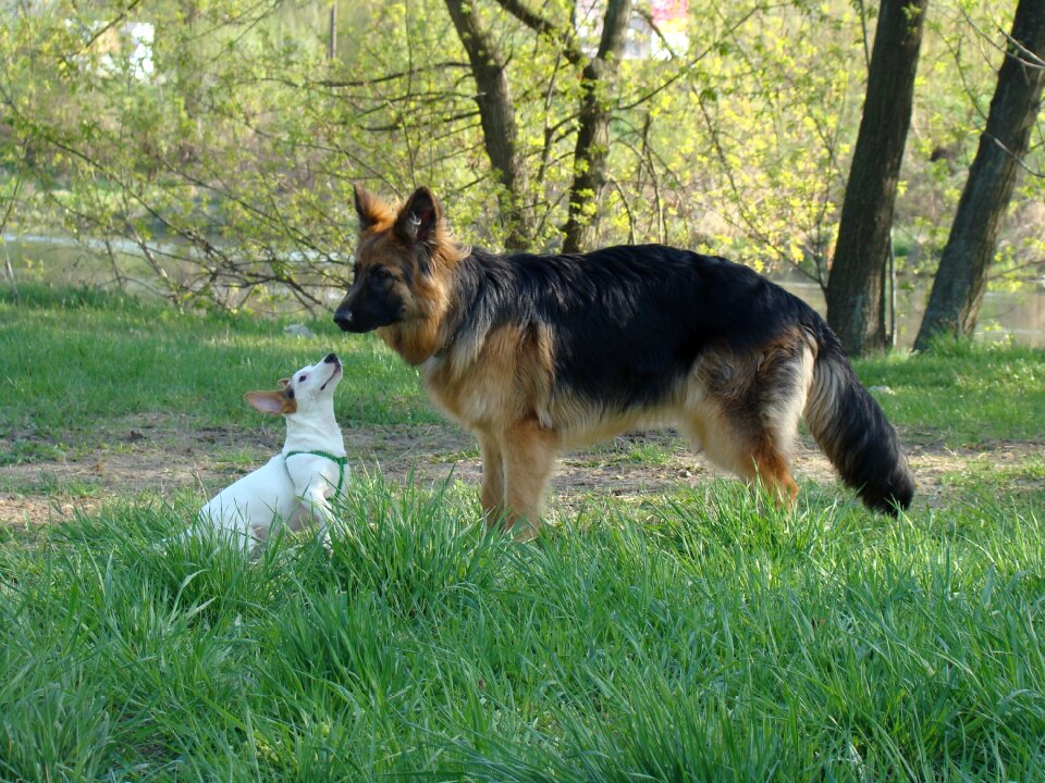 Pets park german shepherd
