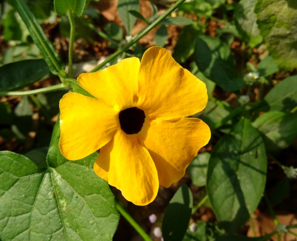 Black-eyed susan vine herbaceous