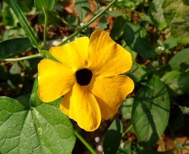 Black-eyed susan vine herbaceous photo