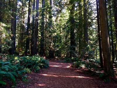 Woods ancient california