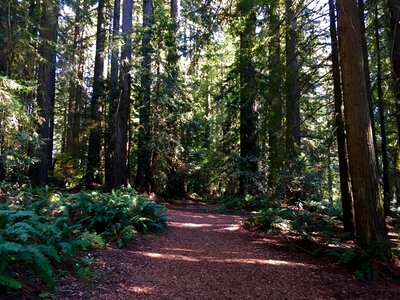 Woods ancient california photo