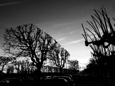 Black and white dead tree sky