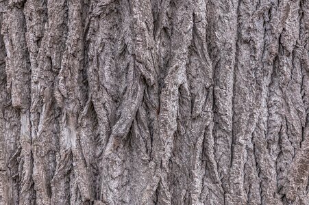 Nature close up bark photo