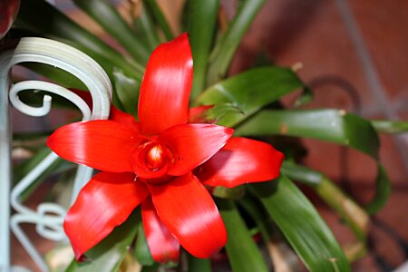 Flower exotic botany