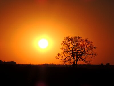 Tree by sunset