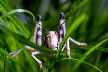 Migratory locust subadult insect photo