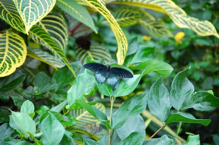 Insect butterfly blue