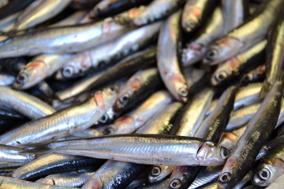 Fish sardine faineant