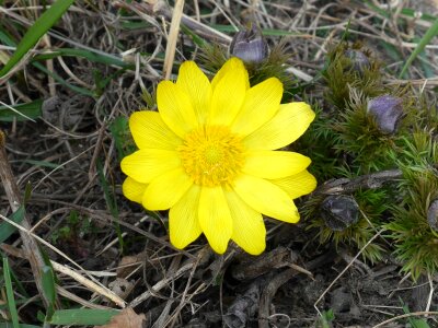 Yellow flower nature devinska kobyla