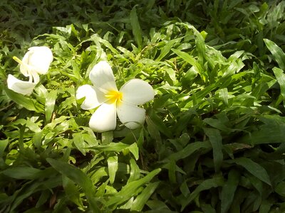 Grass nature white flowers