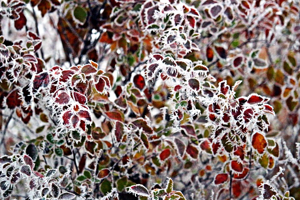 Snow winter fall foliage