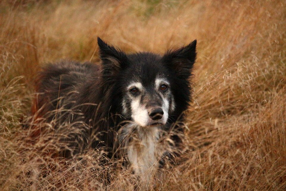 Purebred dog grass autumn