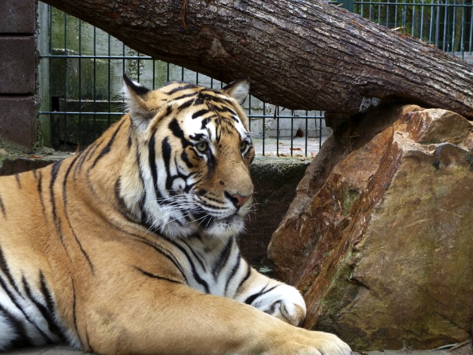 Zoo ingelheim dangerous