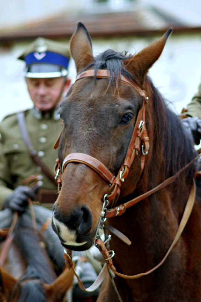 Cavalry independence the feast of the