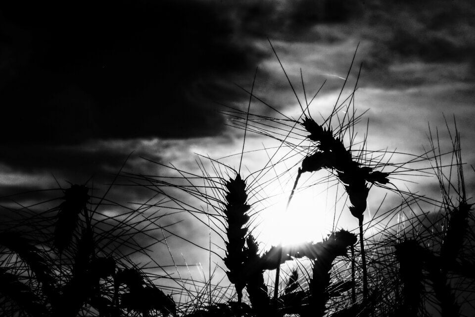 Field cornfield wheat field