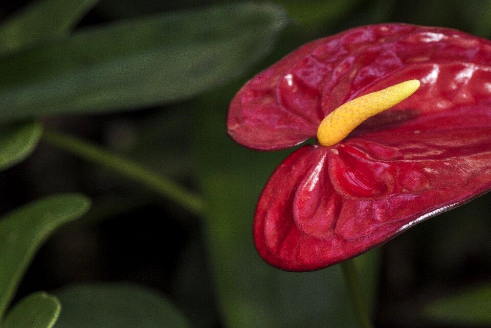 Macro nature plant