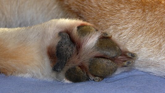 Shiba inu animal close up