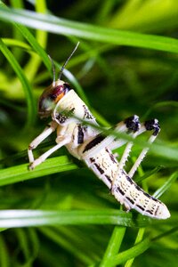 Migratory locust subadult insect photo