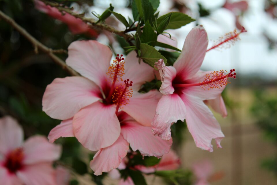 Tropical plant bloom