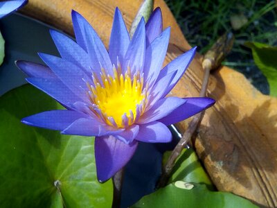 Flowers lotus lake purple lotus