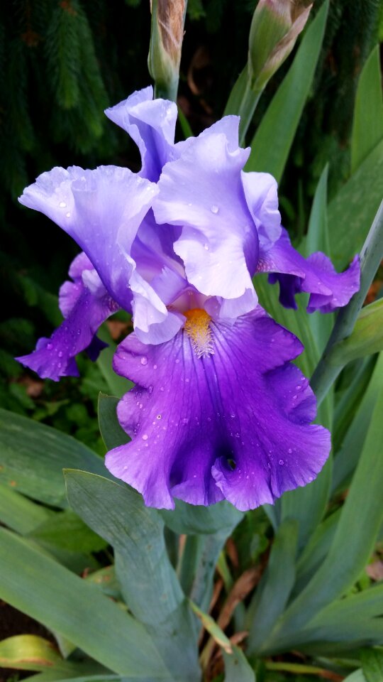 Nature bloom summer perennial
