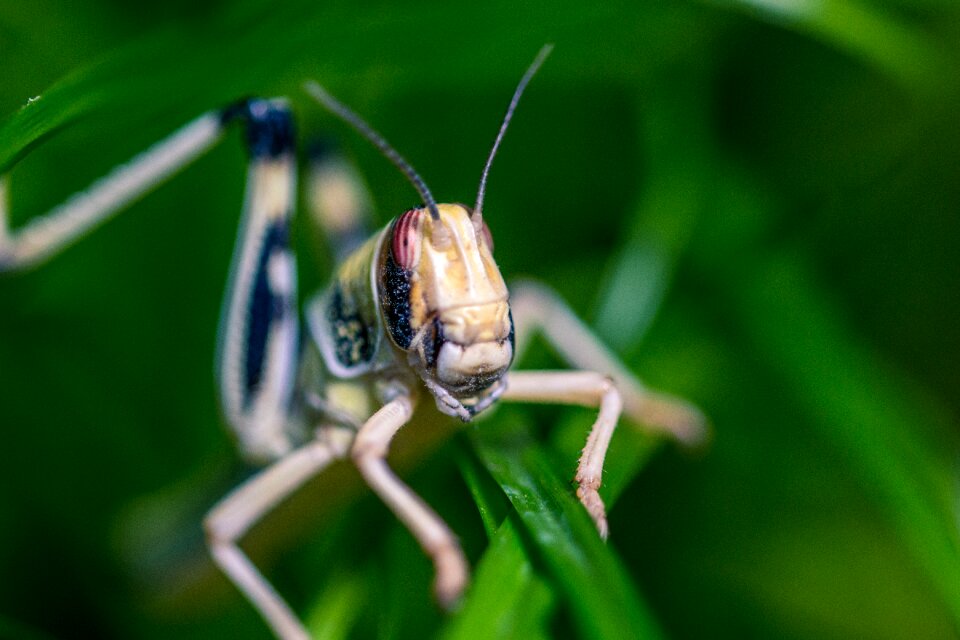Migratory locust subadult insect